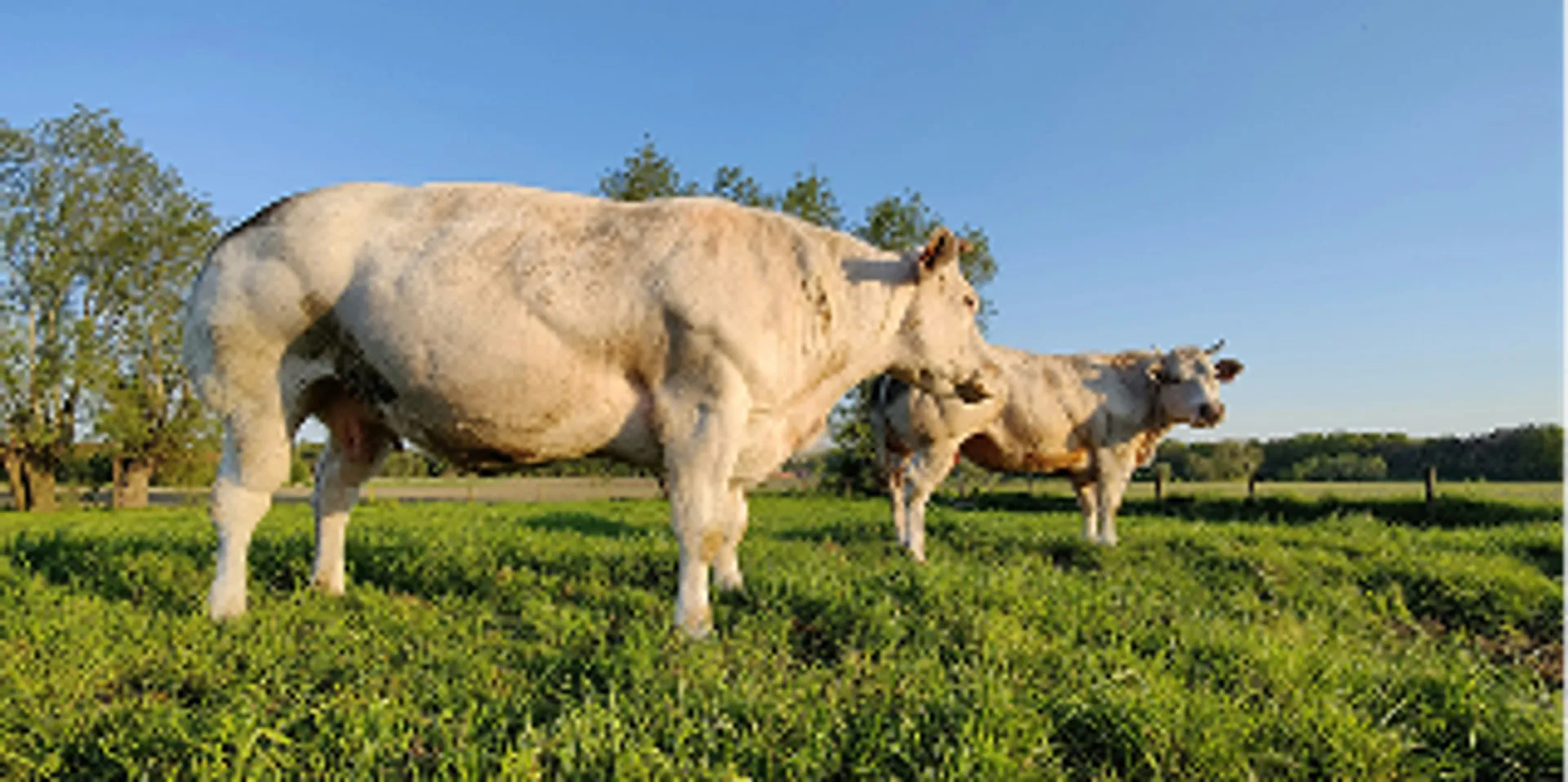 Livestock intelligence systems